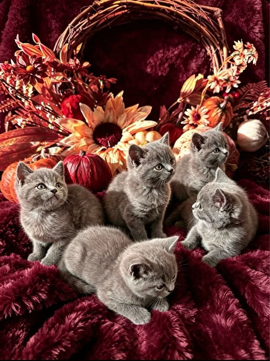 Blue British Shorthair - Image 2