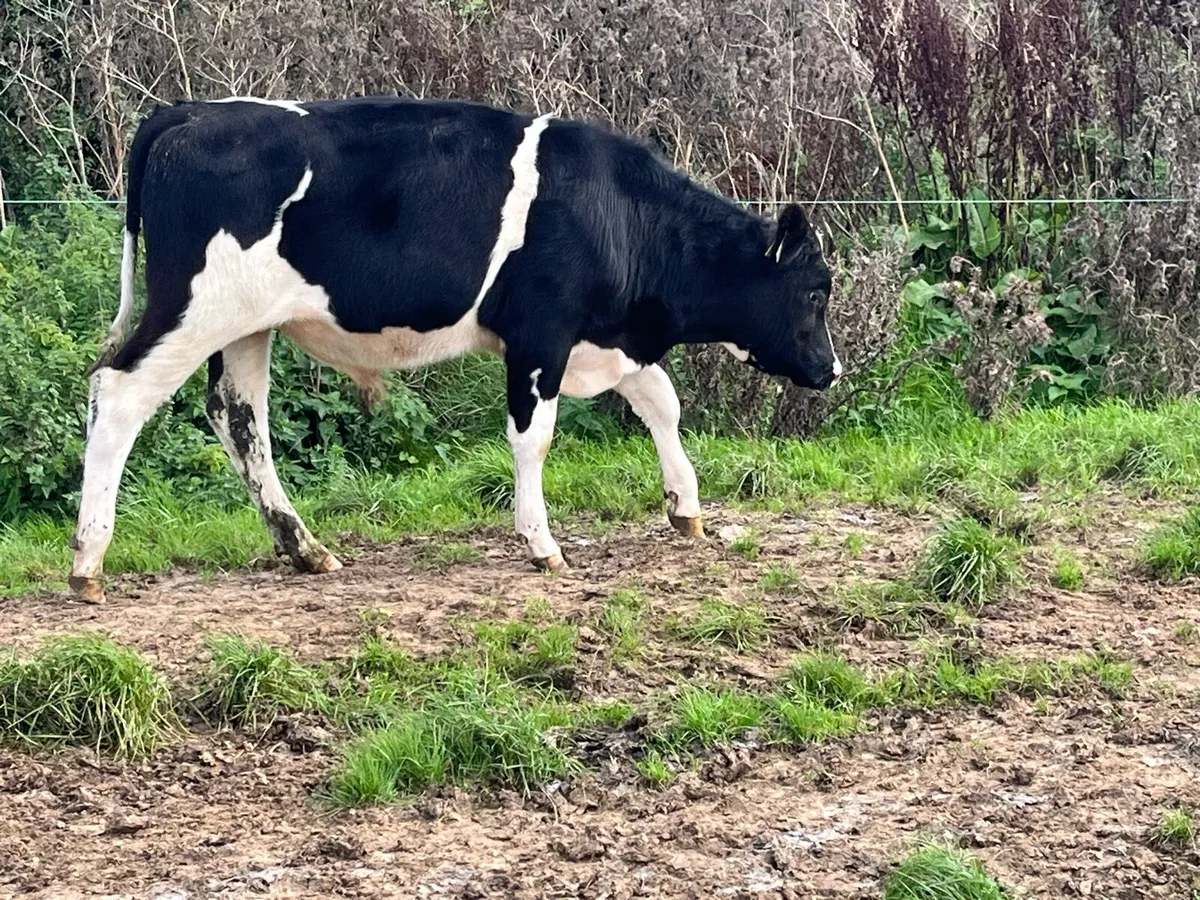 Ho fr bull - Image 1
