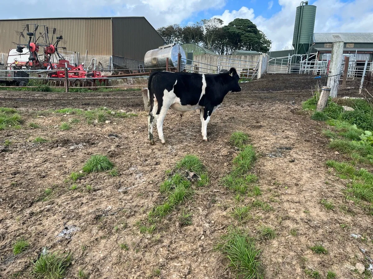 Ho fr bull - Image 2
