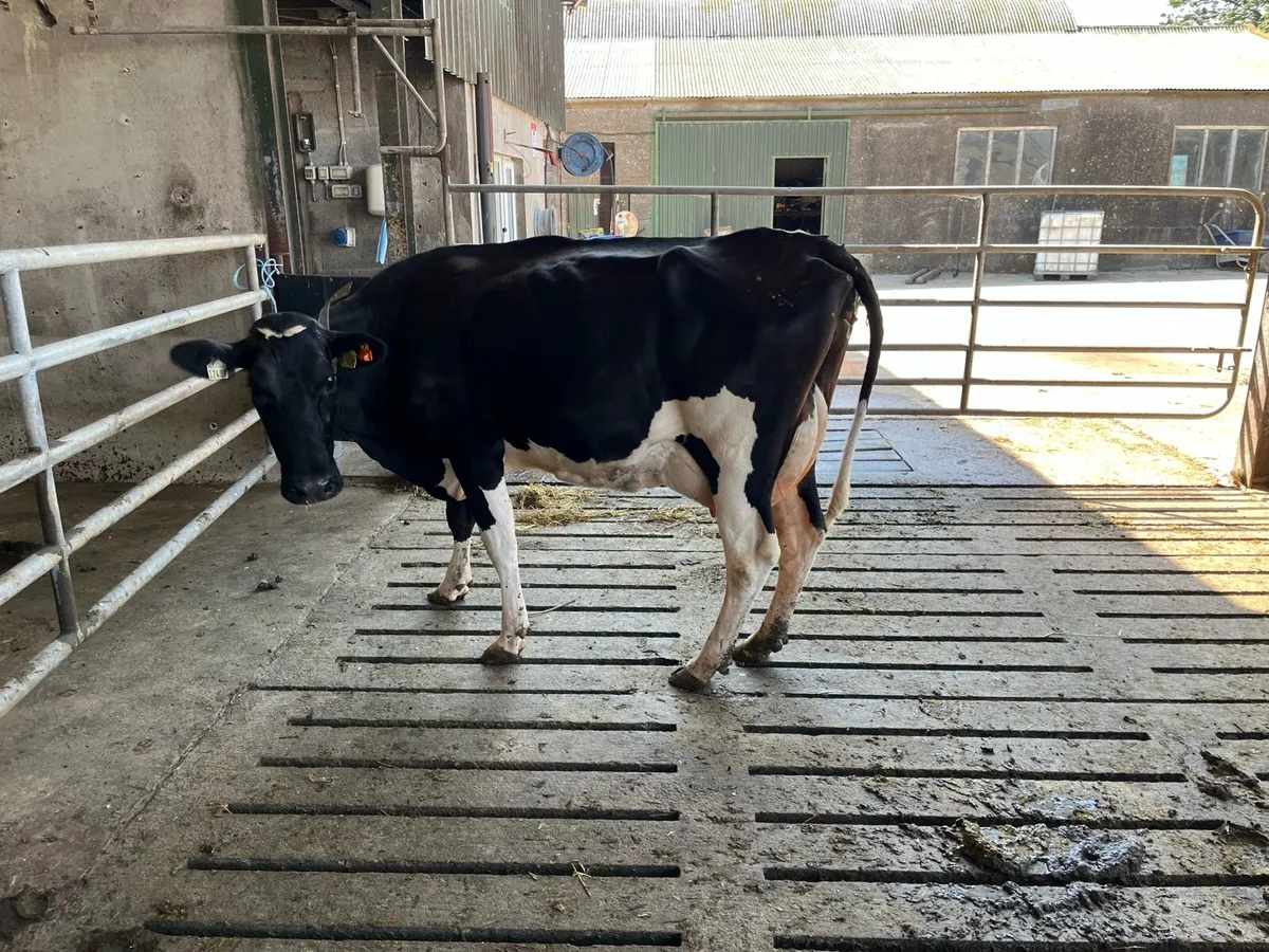 Ho fr bull - Image 3