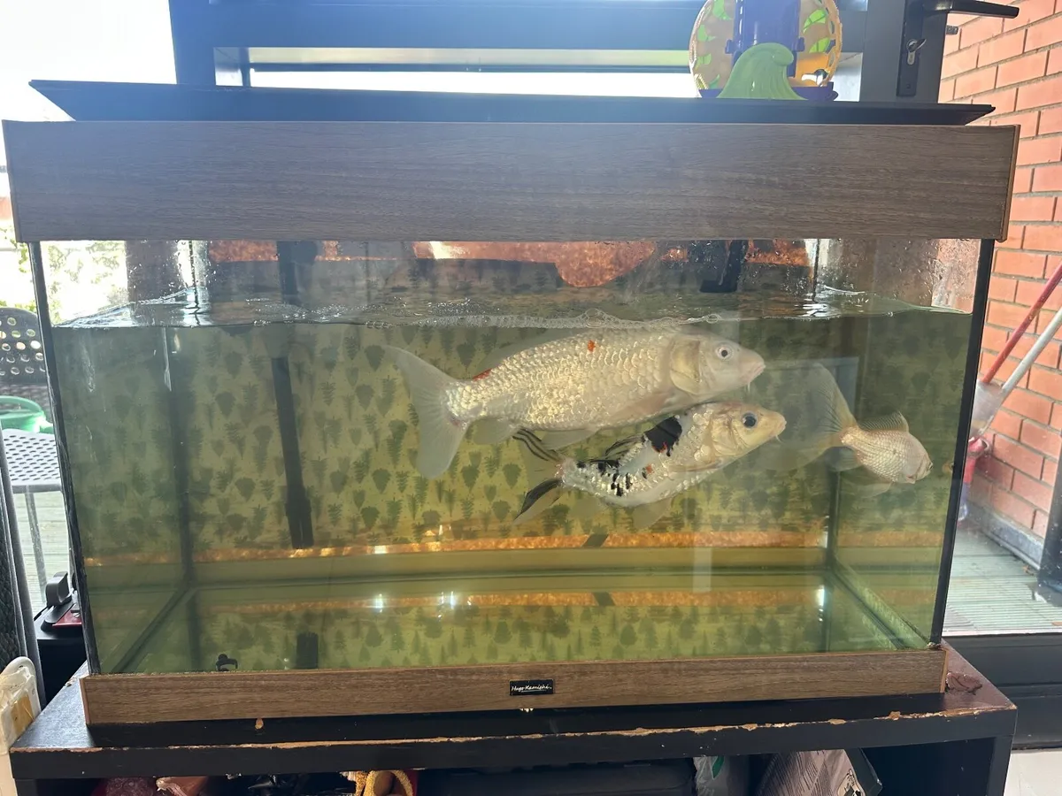 Complete Aquarium Set - Tank + Filter +Fish - Image 1
