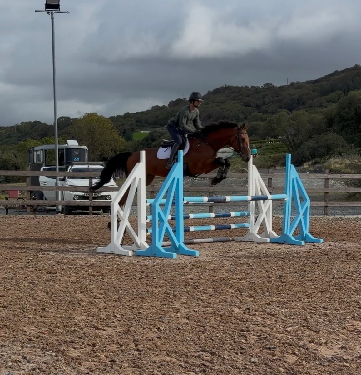 17h, 4 yo gelding x Eldorado x Crown Z x Cathargo - Image 2