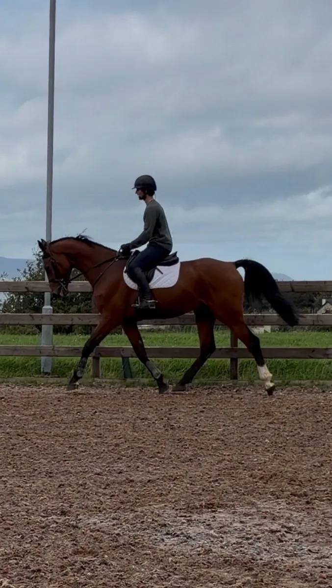 17h, 4 yo gelding x Eldorado x Crown Z x Cathargo - Image 3
