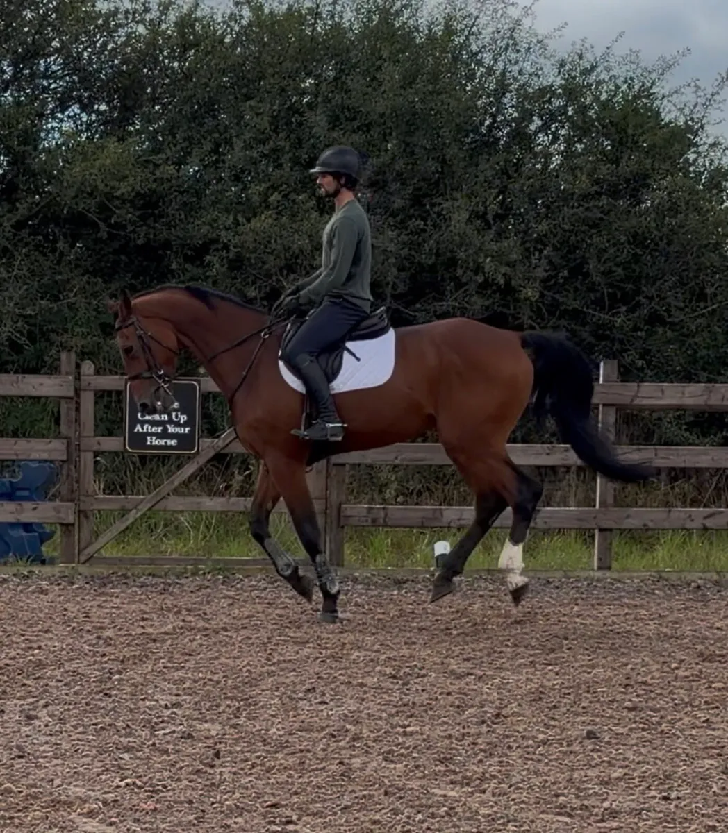 17h, 4 yo gelding x Eldorado x Crown Z x Cathargo - Image 4