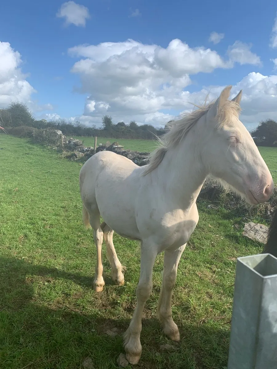 Cremello Colt Foal - Image 1