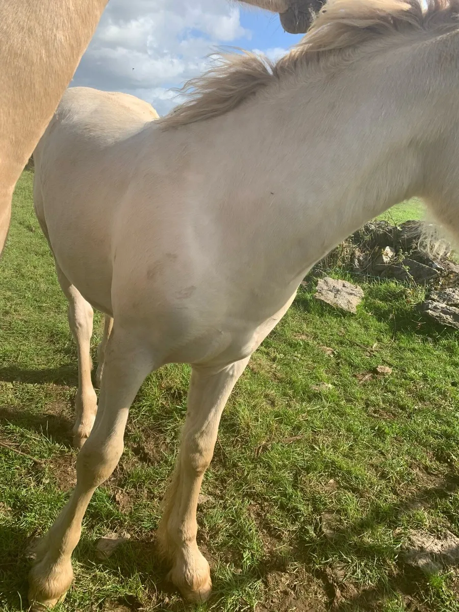 Cremello Colt Foal - Image 2