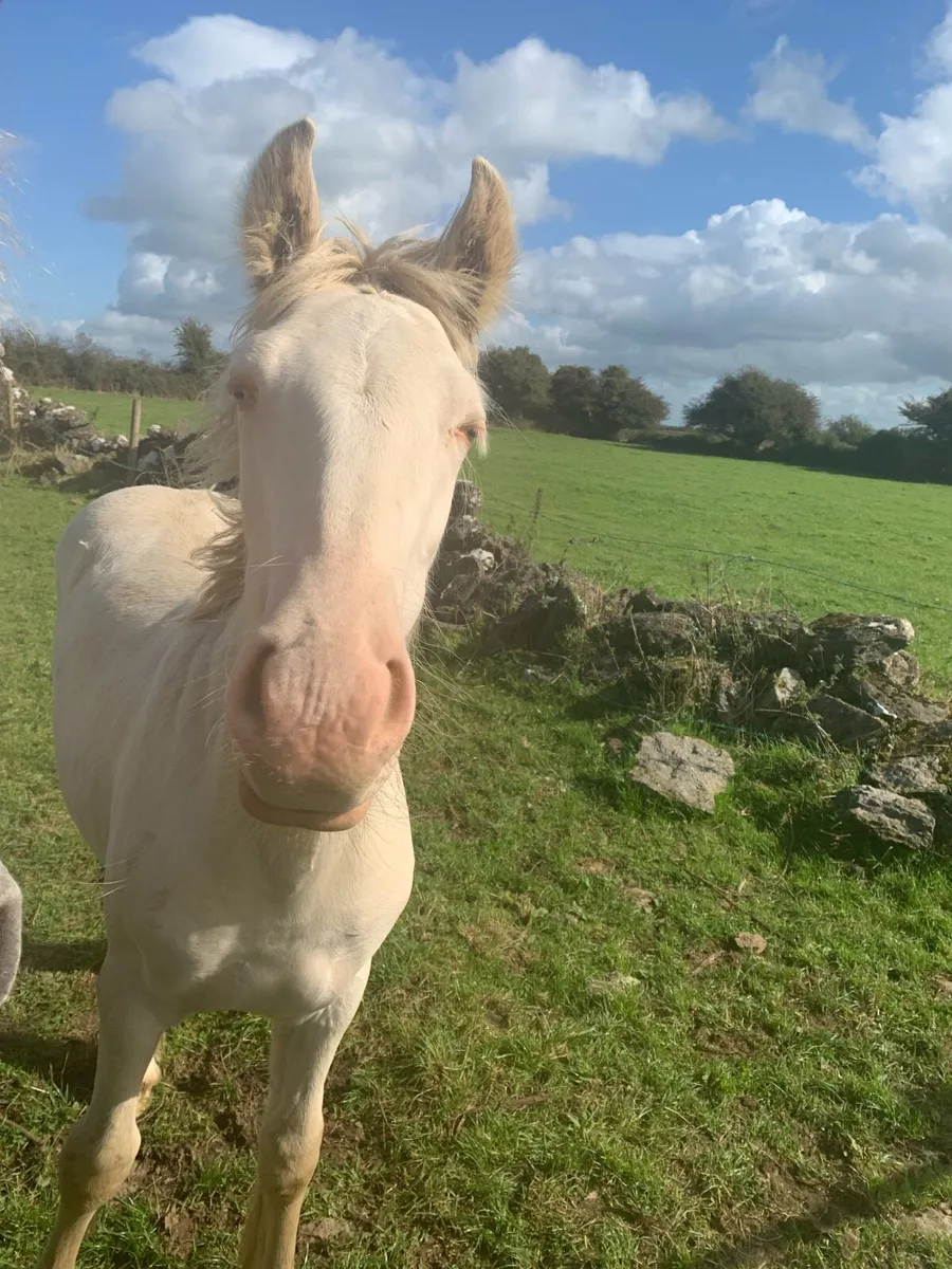 Cremello Colt Foal - Image 3