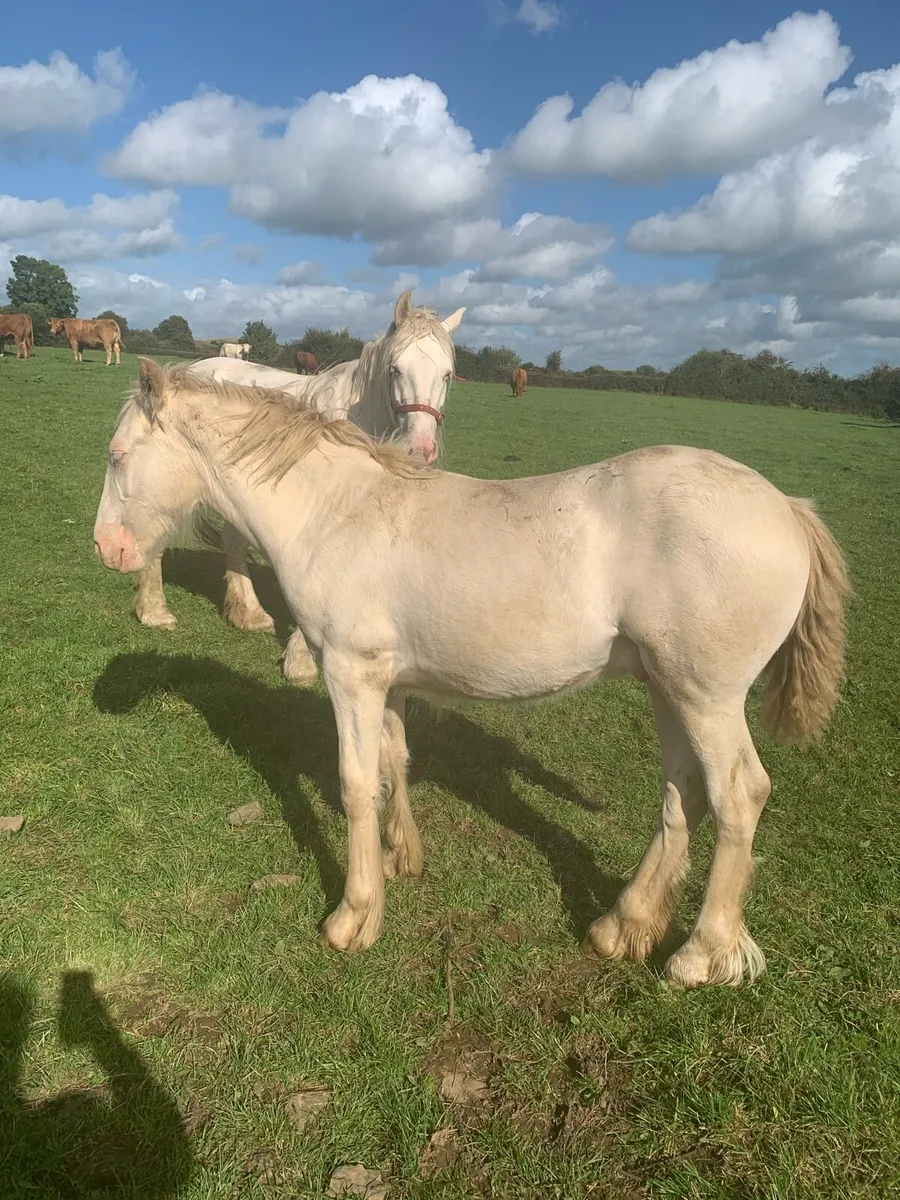 Cremello Colt Foal - Image 4