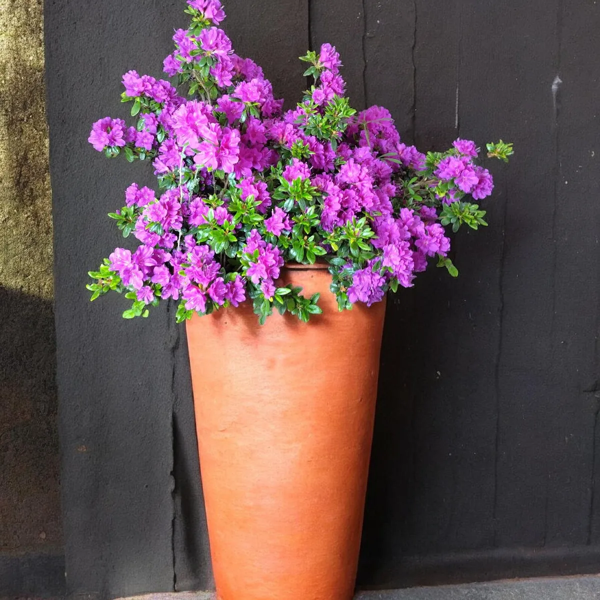 Azalea Sale