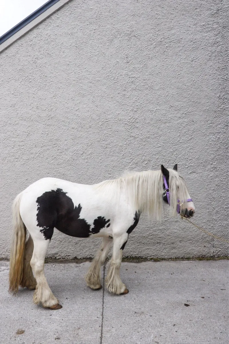 Fabulous 4 year old Cob filly - Image 4