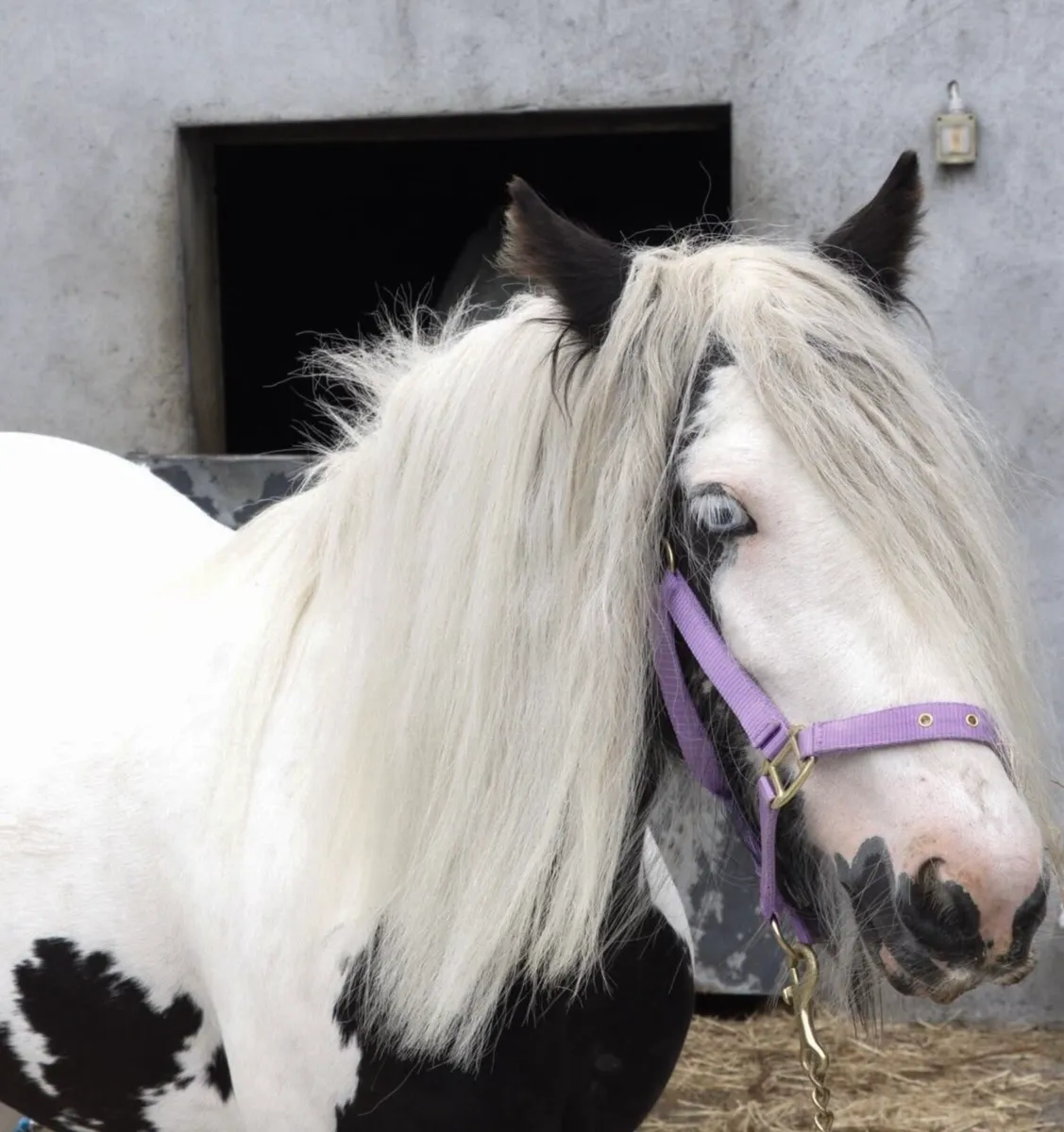 Fabulous 4 year old Cob filly - Image 1