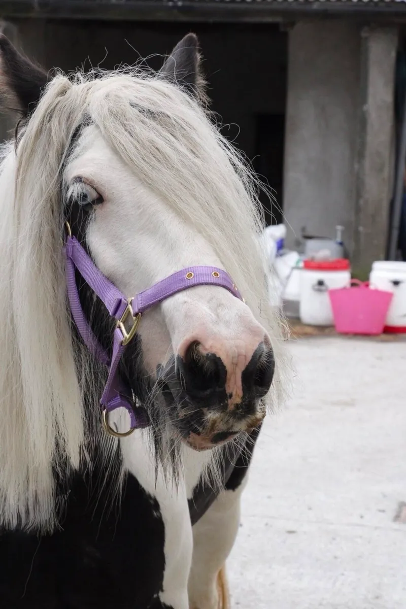 Fabulous 4 year old Cob filly - Image 2