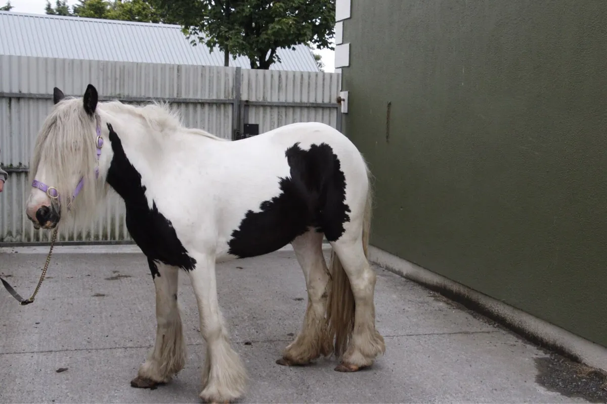 Fabulous 4 year old Cob filly - Image 3