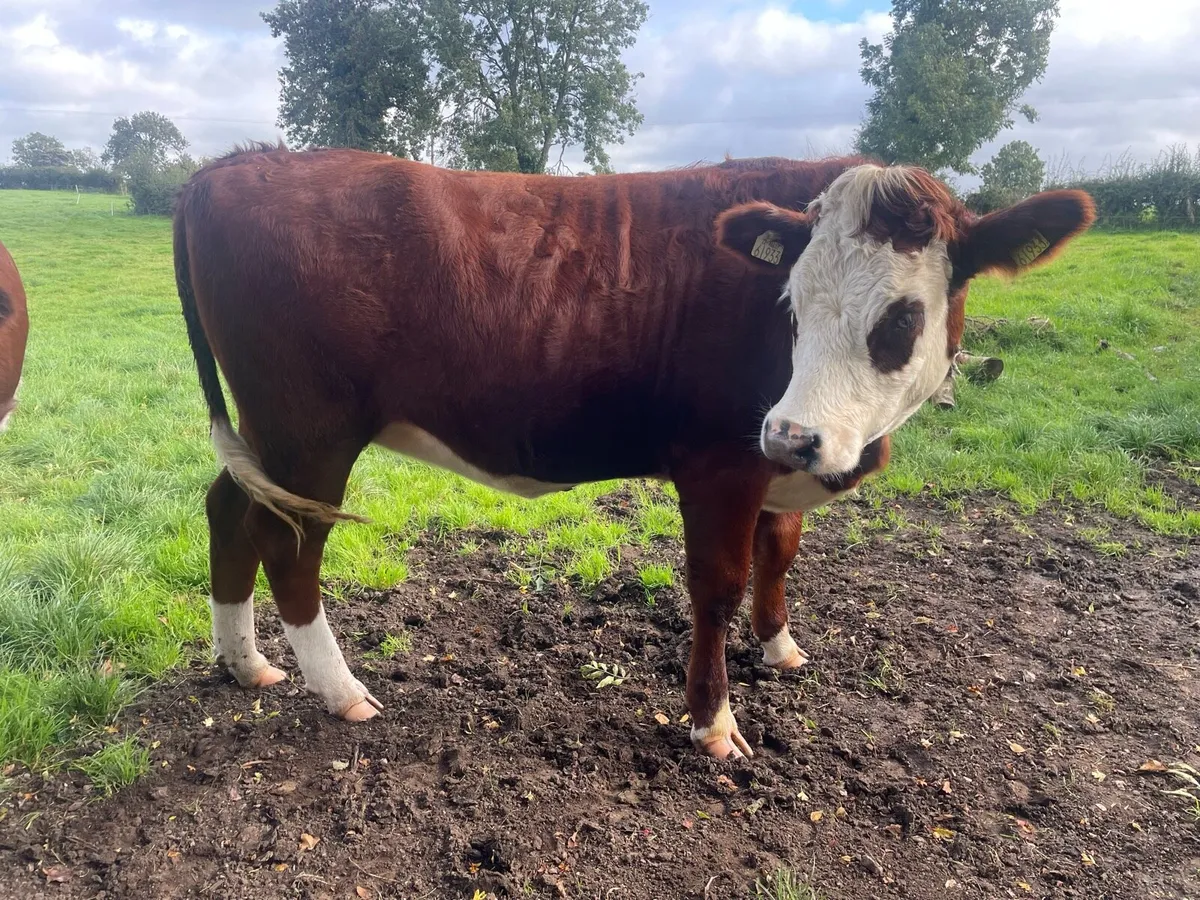 Bulling heifers - Image 2