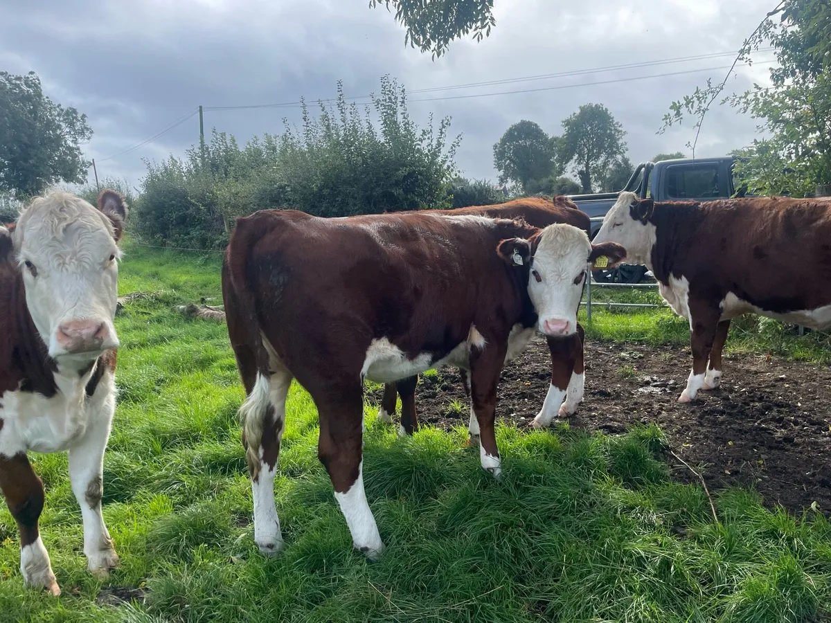 Bulling heifers - Image 3