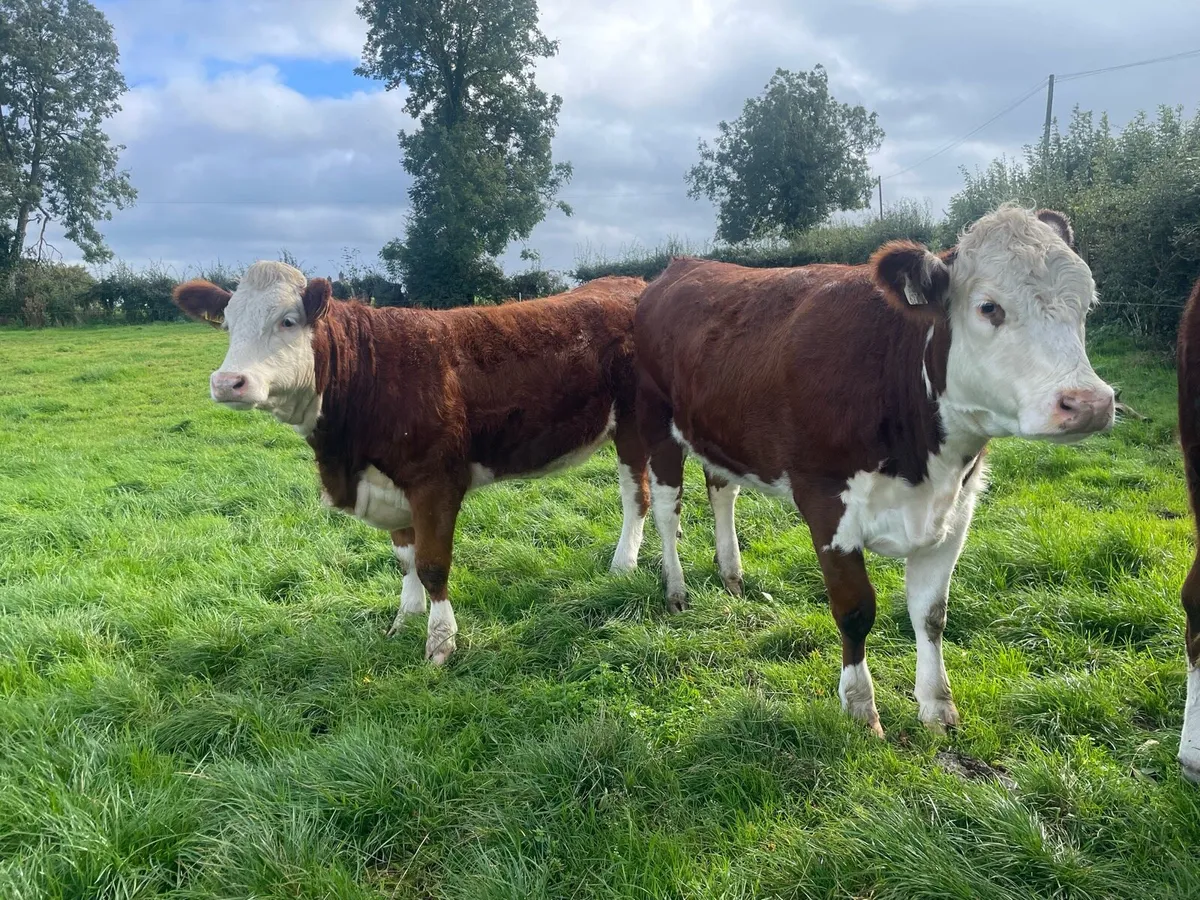 Bulling heifers - Image 4