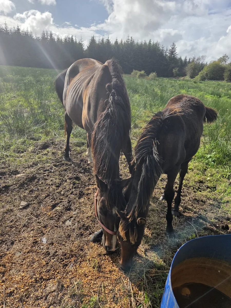 Mare  and foal - Image 1