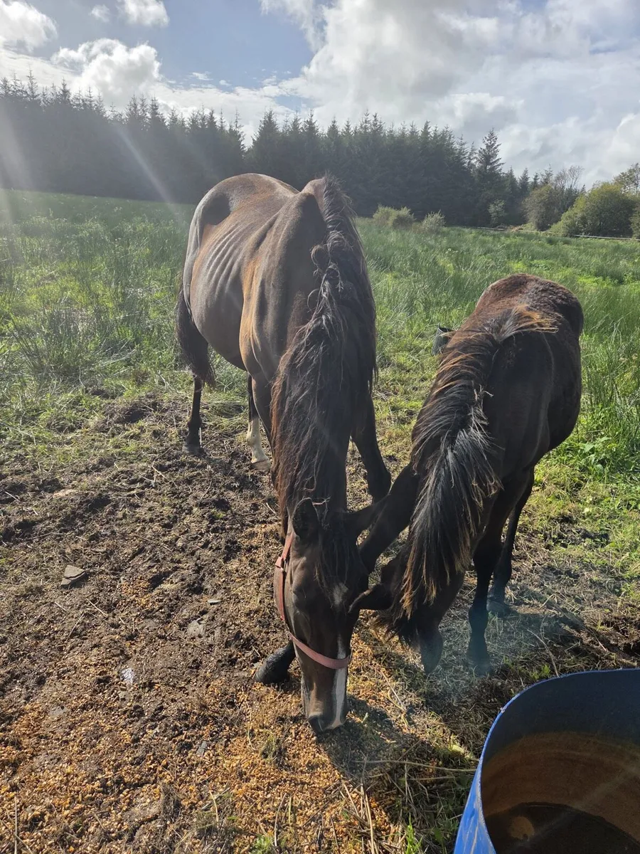 Mare  and foal - Image 2