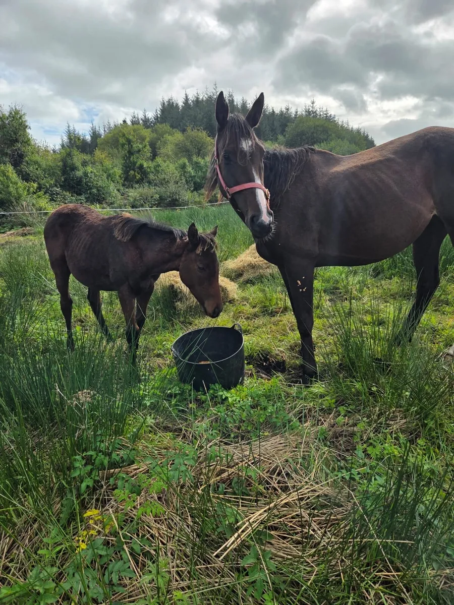 Mare  and foal - Image 4