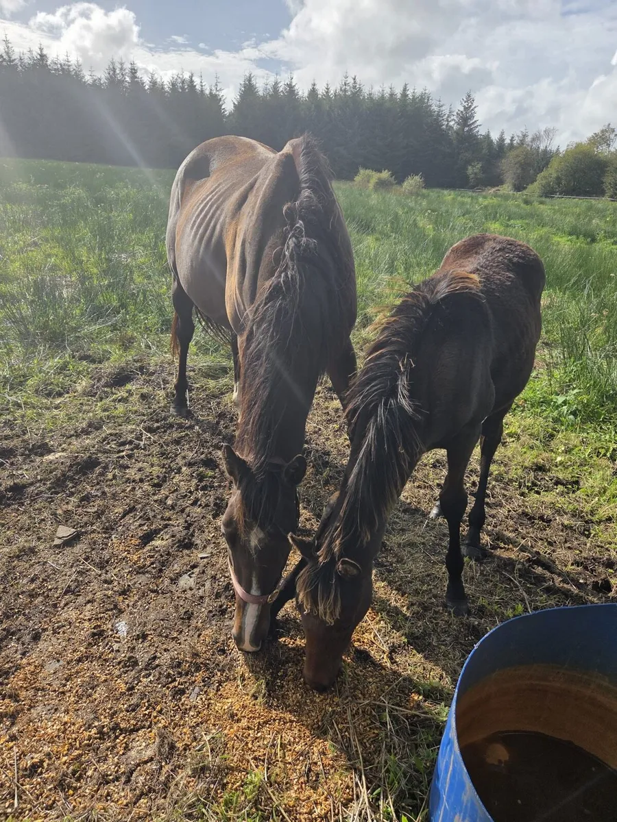 Mare  and foal - Image 3