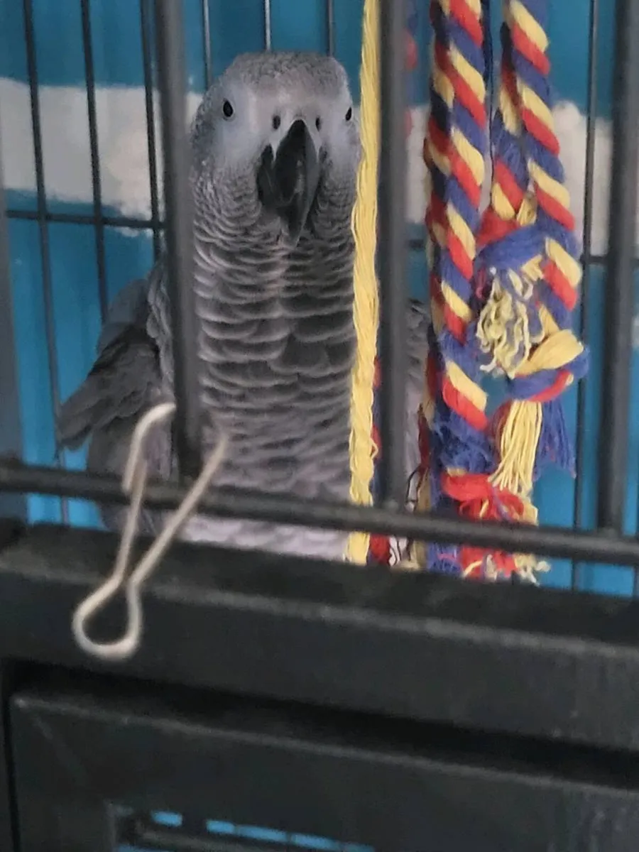 Parrot - Image 2