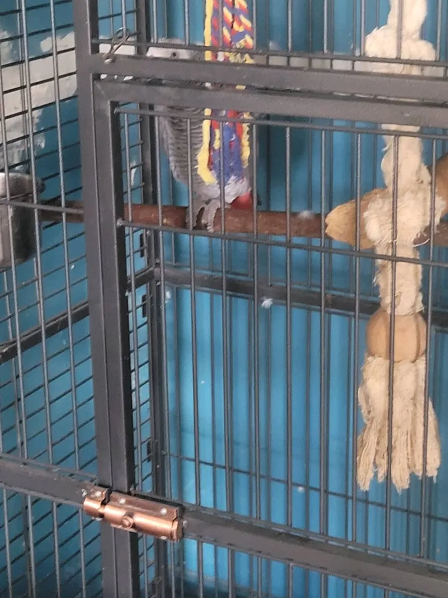 Parrot - Image 3