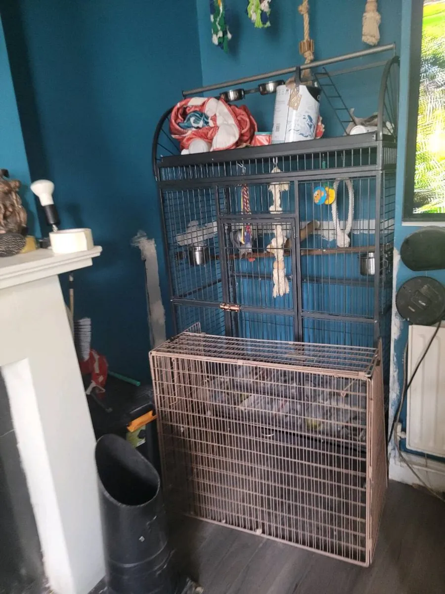 Parrot - Image 4