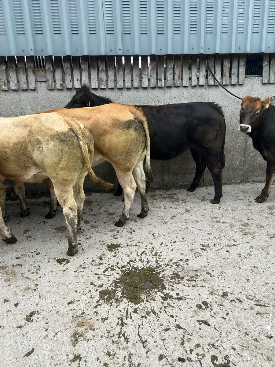 Quality u grade parthensise heifers - Image 2