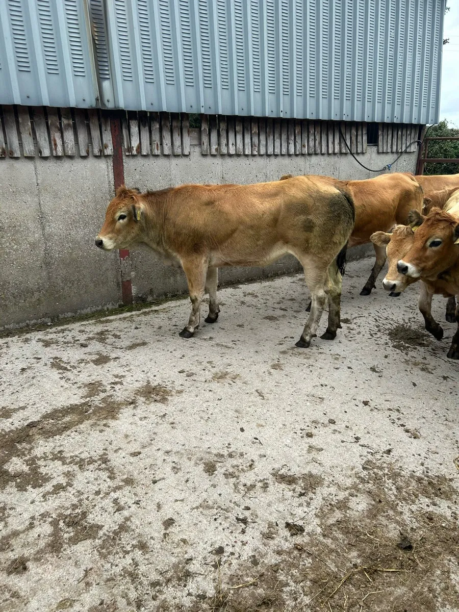 Quality u grade parthensise heifers - Image 3