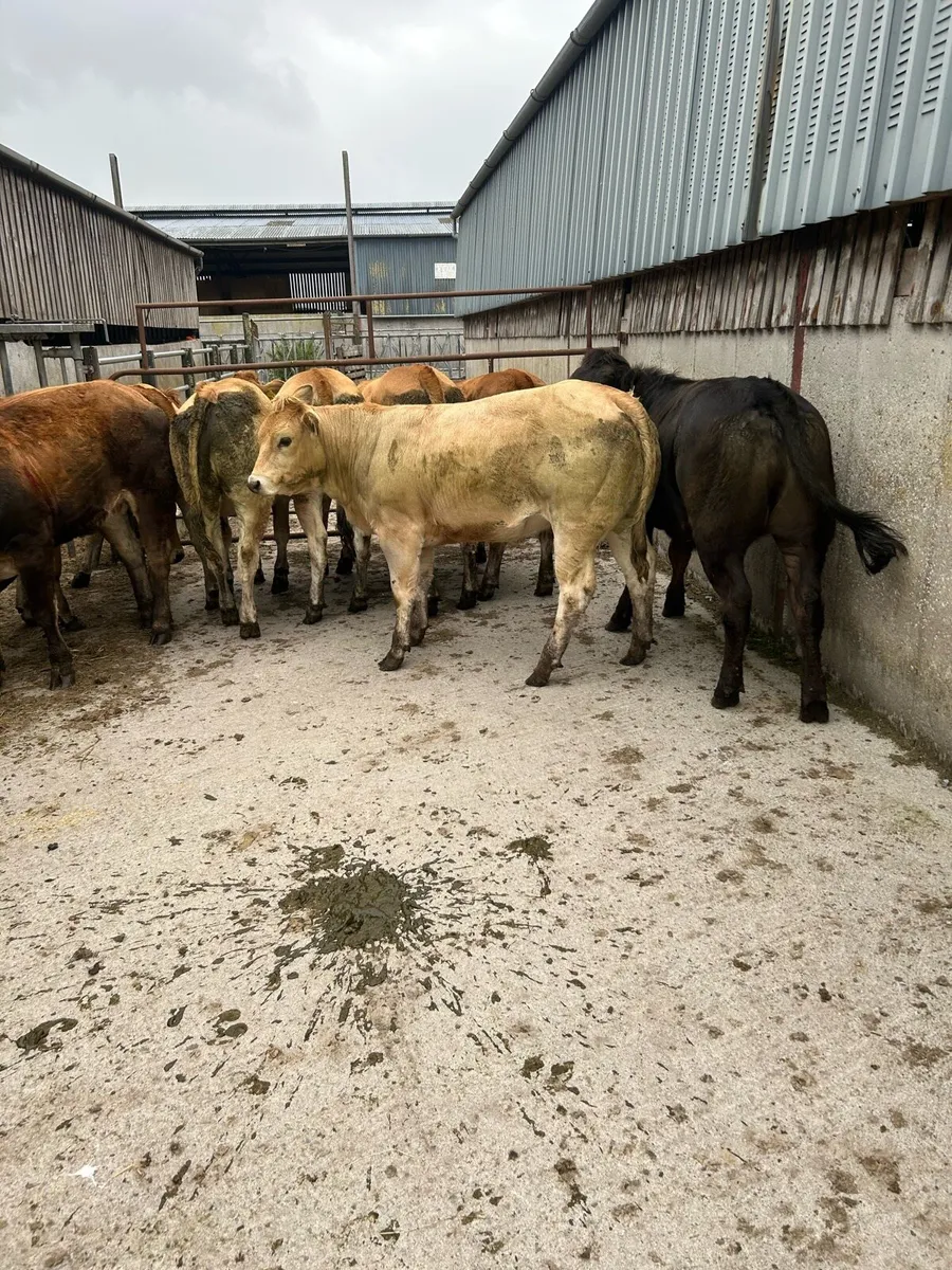 Quality u grade parthensise heifers - Image 4