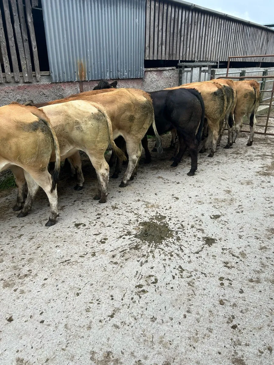 Quality u grade parthensise heifers - Image 1