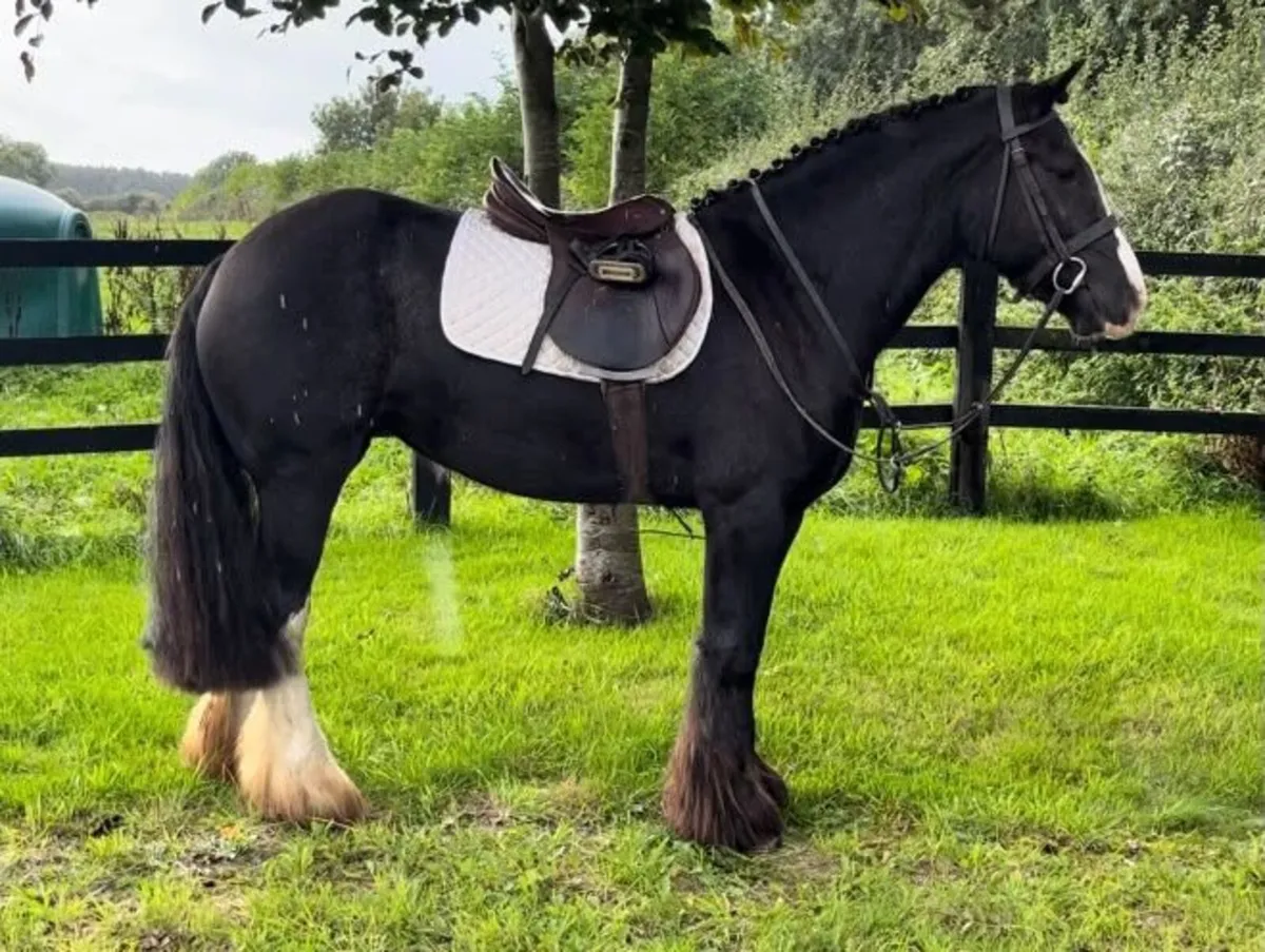 🐴🐴Mary-Jane🐴🐴 - Image 3