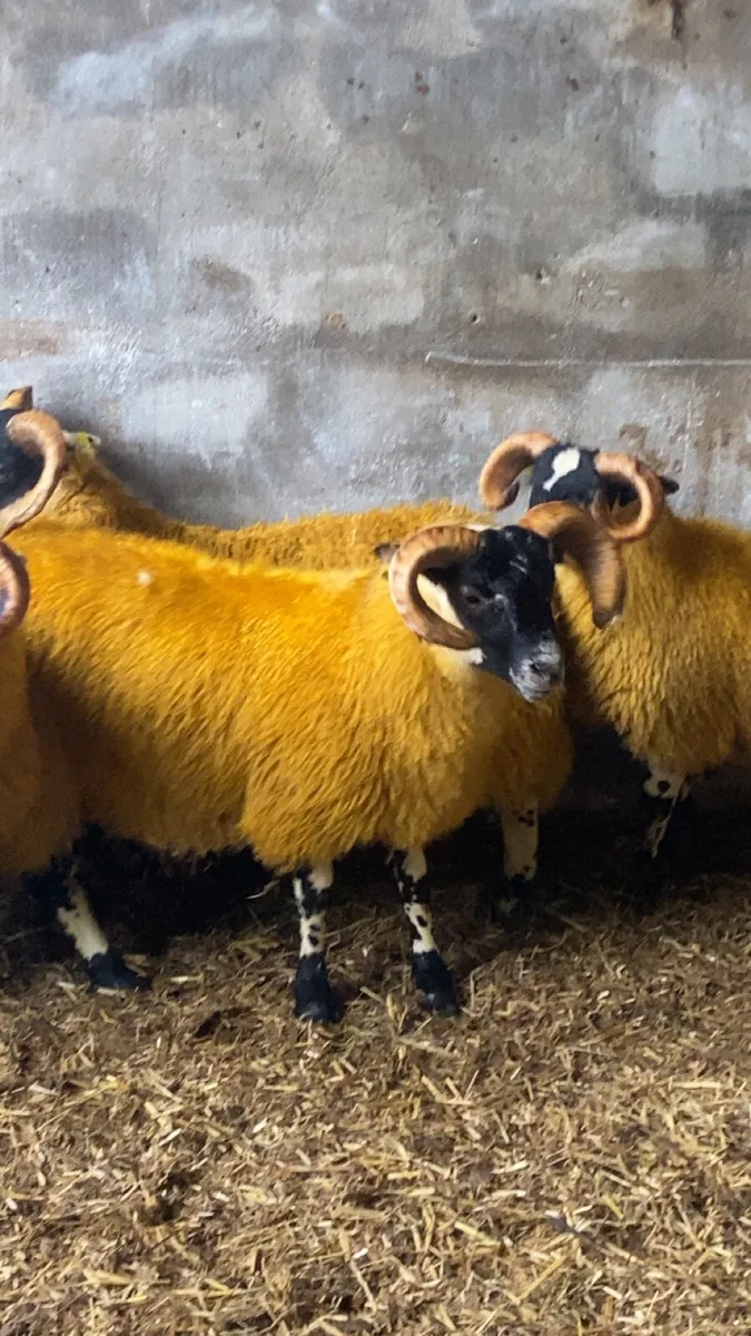 PB Lanark ram lambs for sale - Image 1