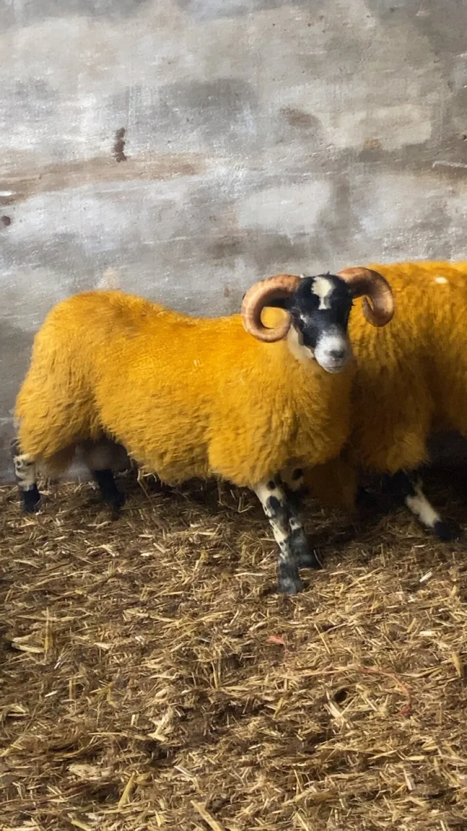 PB Lanark ram lambs for sale - Image 2