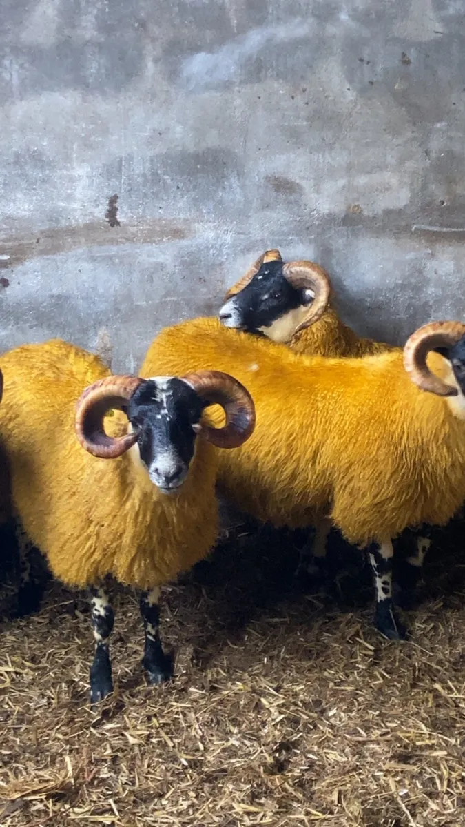 PB Lanark ram lambs for sale - Image 4