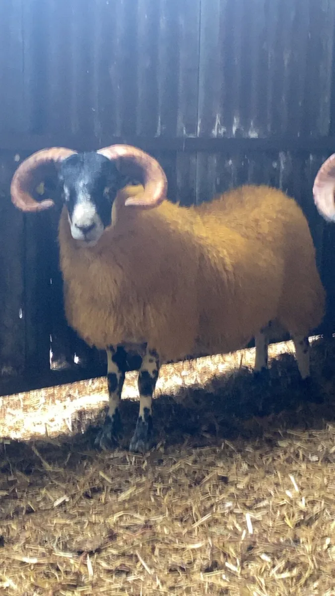 PB Lanark ram lambs for sale - Image 3