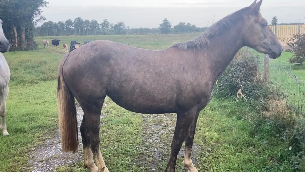 Filly4sale - Image 2
