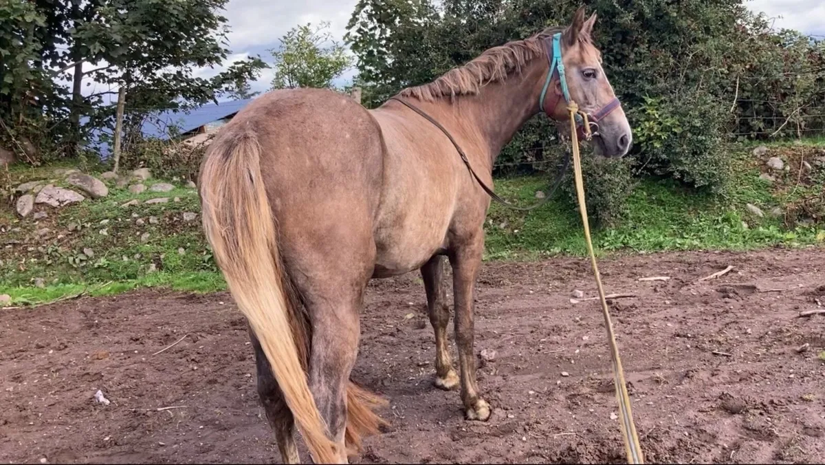 Filly4sale - Image 4