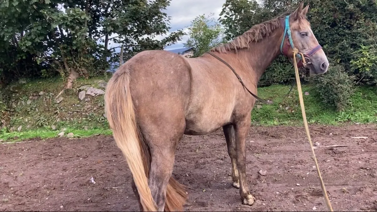 Filly4sale - Image 3