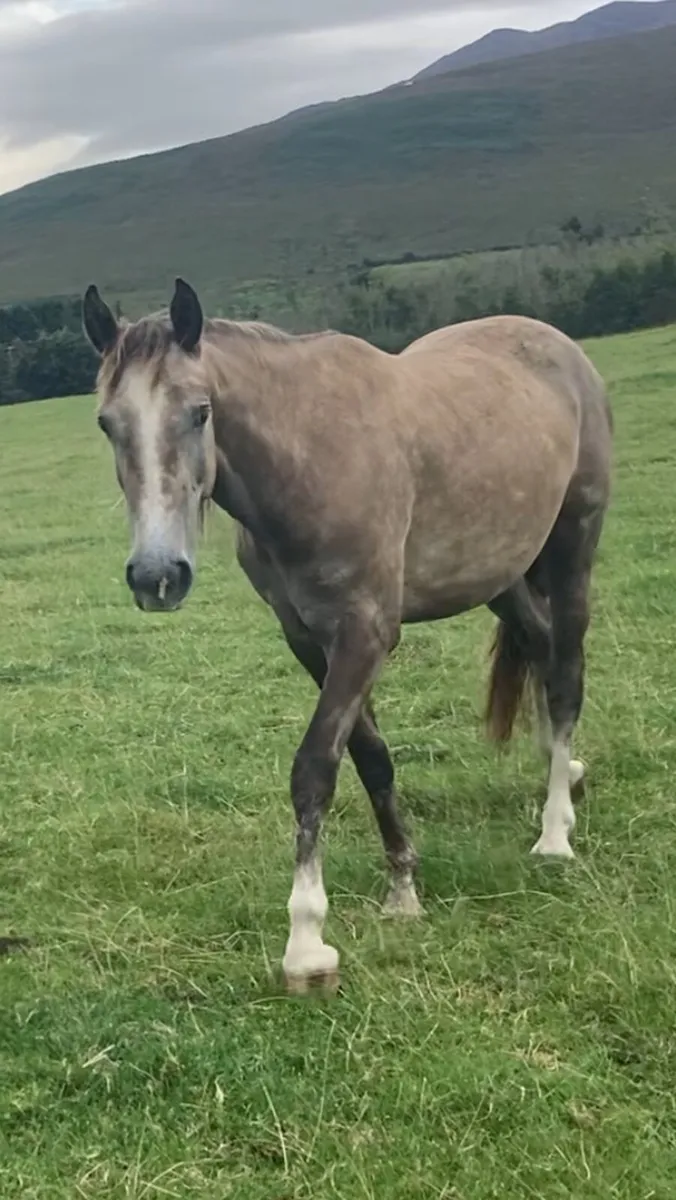 Filly4sale - Image 1