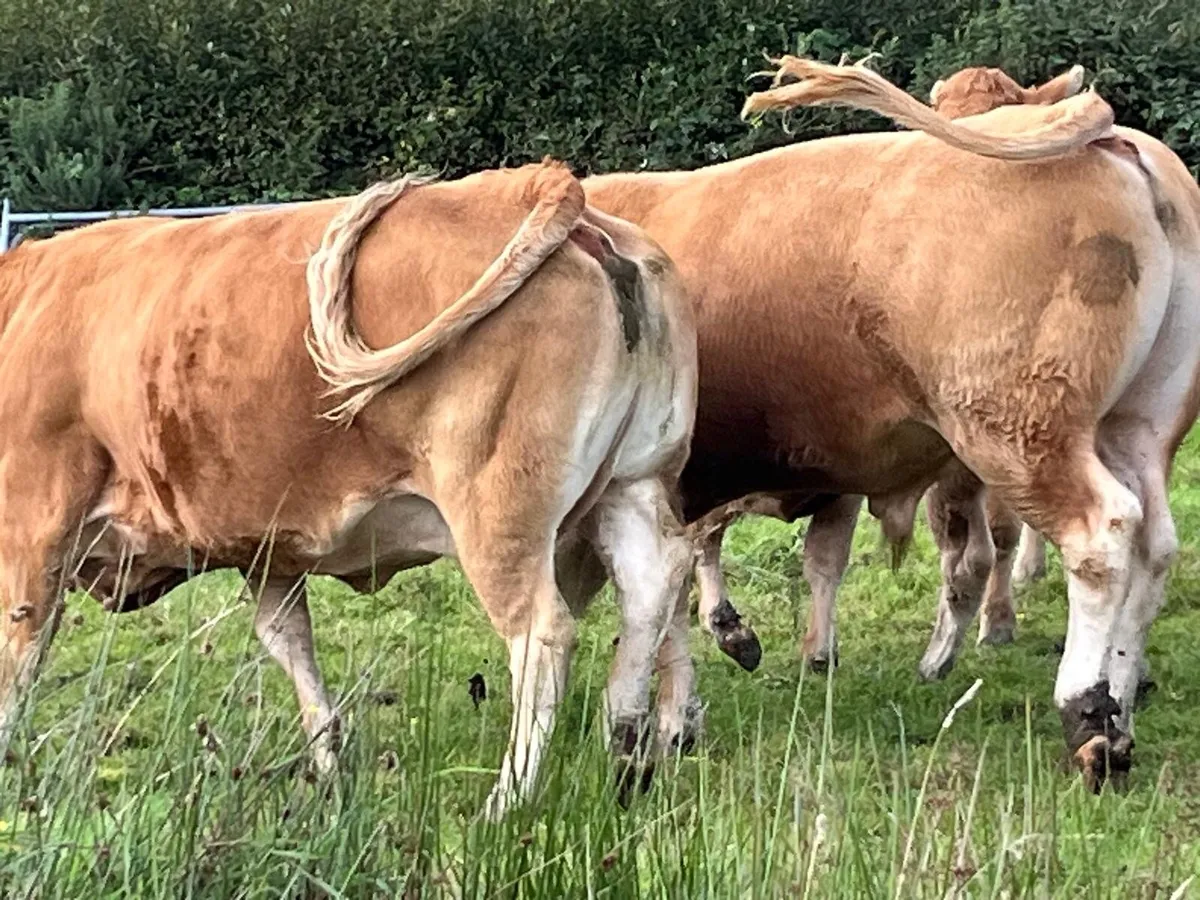 Limousine Bull pedigree - Image 1
