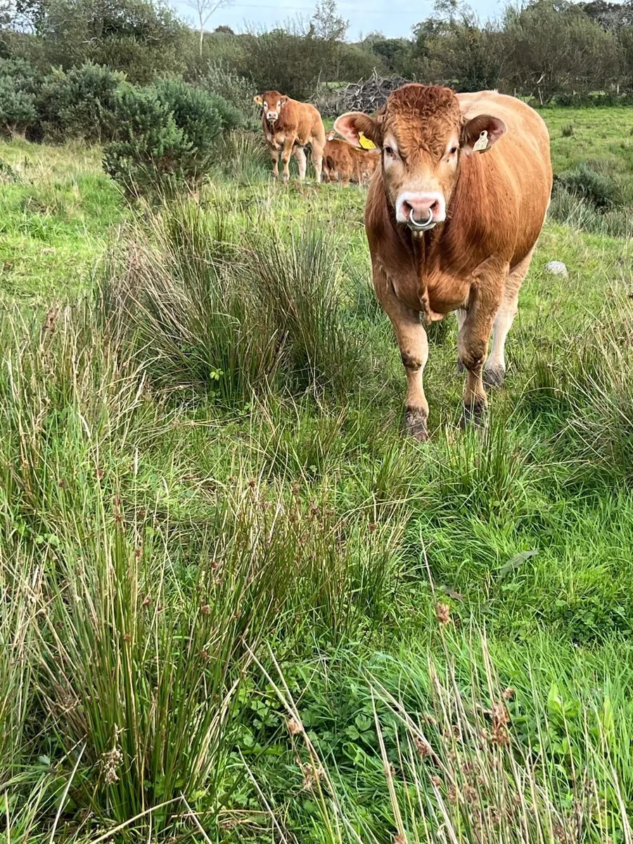 Limousine Bull pedigree - Image 2