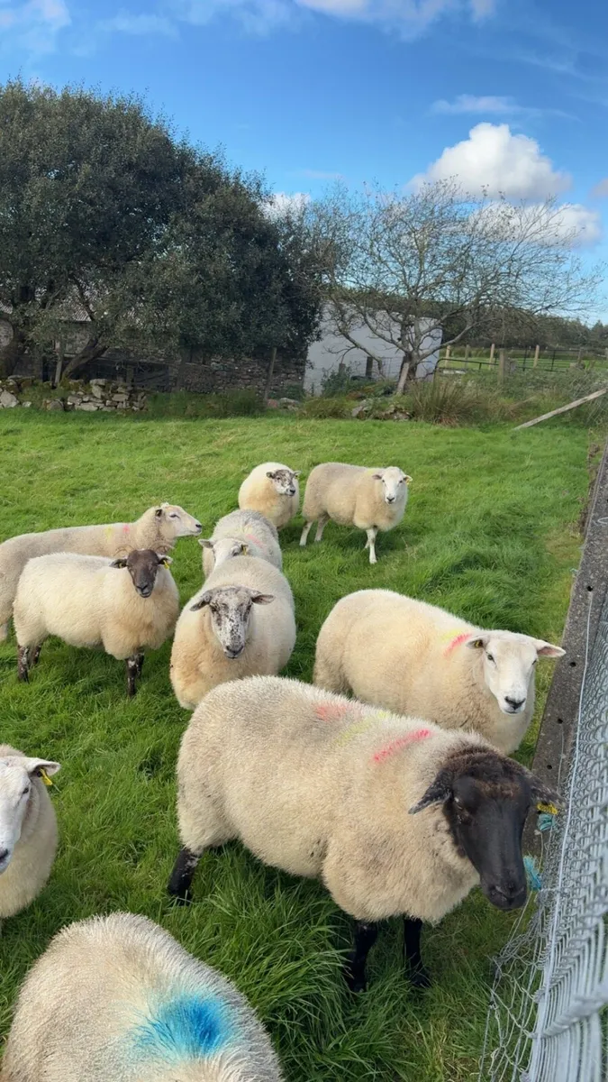 Hogget ewes - Image 1