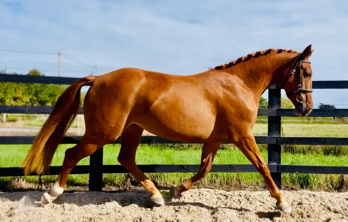 Small Hunter / Intermediate WHP Prospect - Image 1