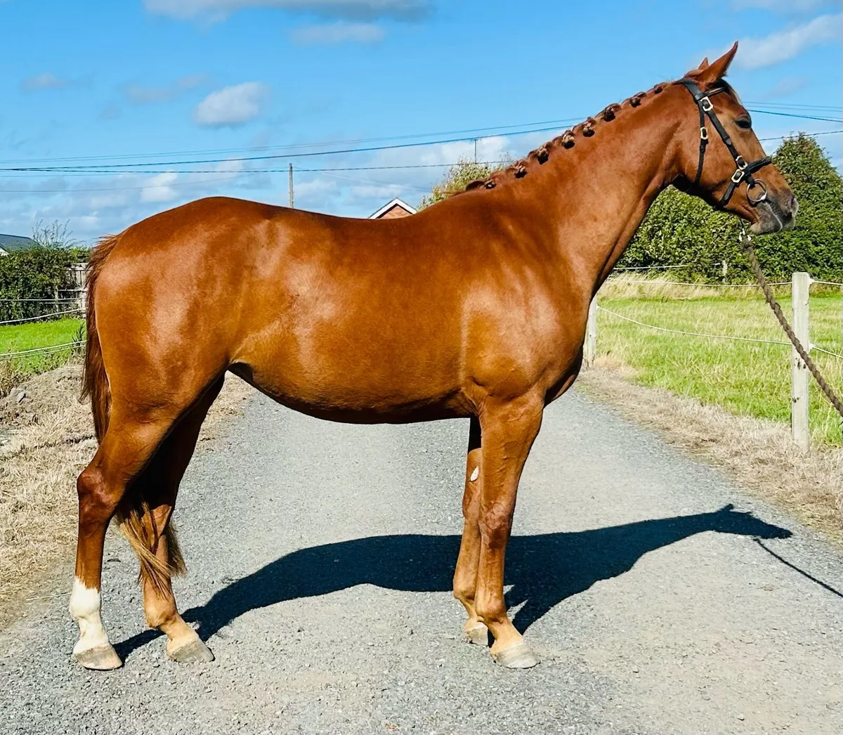 Small Hunter / Intermediate WHP Prospect - Image 3