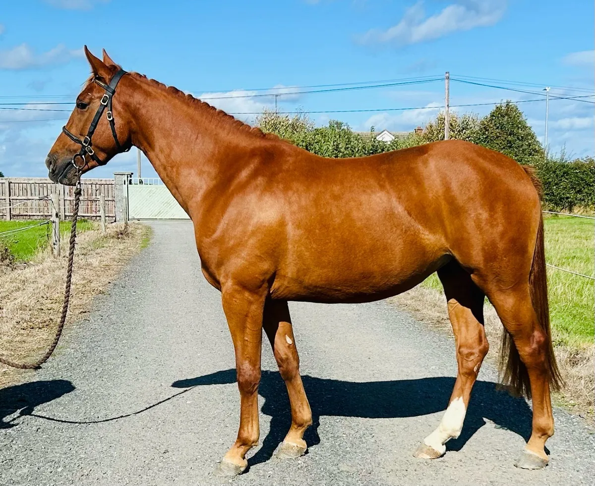 Small Hunter / Intermediate WHP Prospect - Image 4