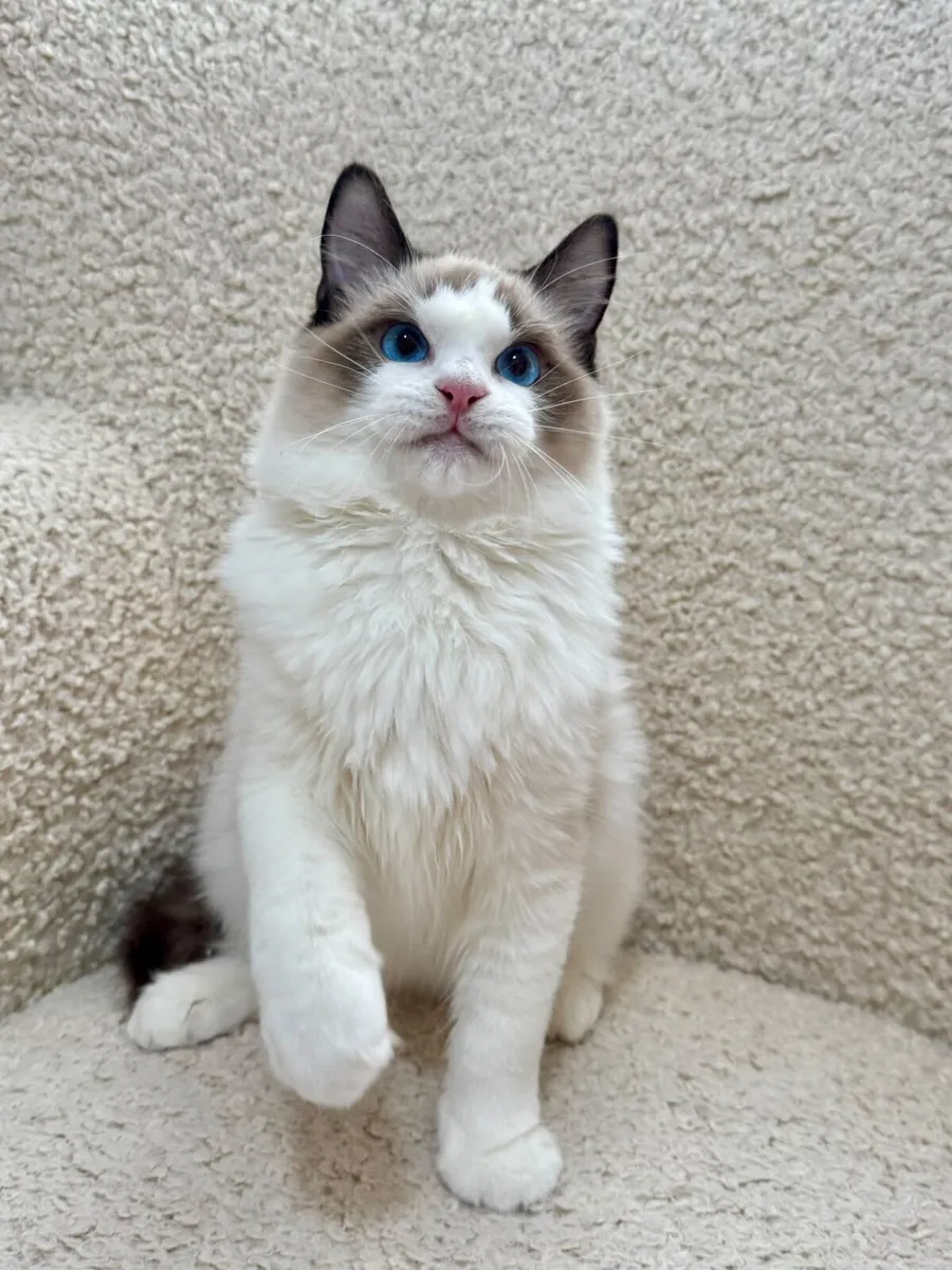 Ragdoll kitten - Image 1