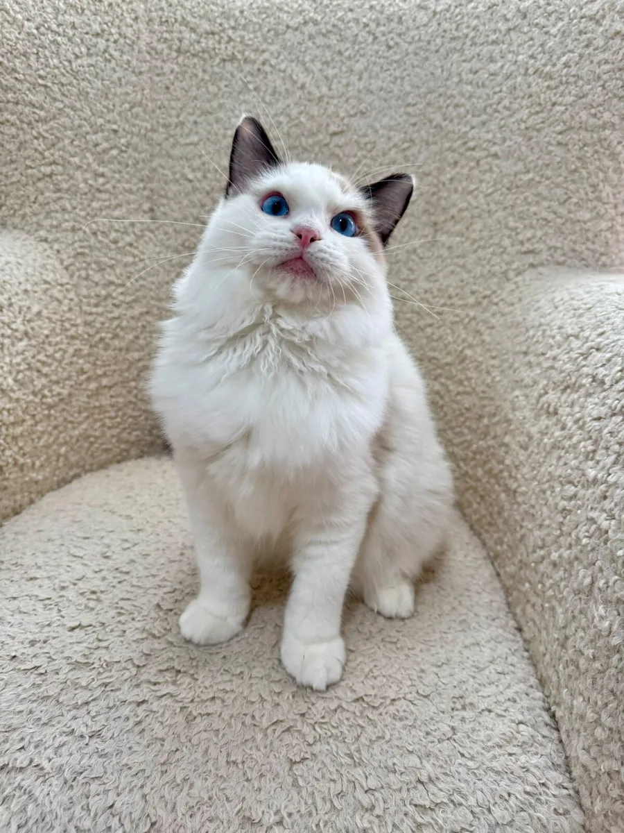 Ragdoll kitten - Image 2