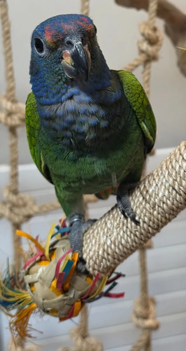 Pionus Blue Headed