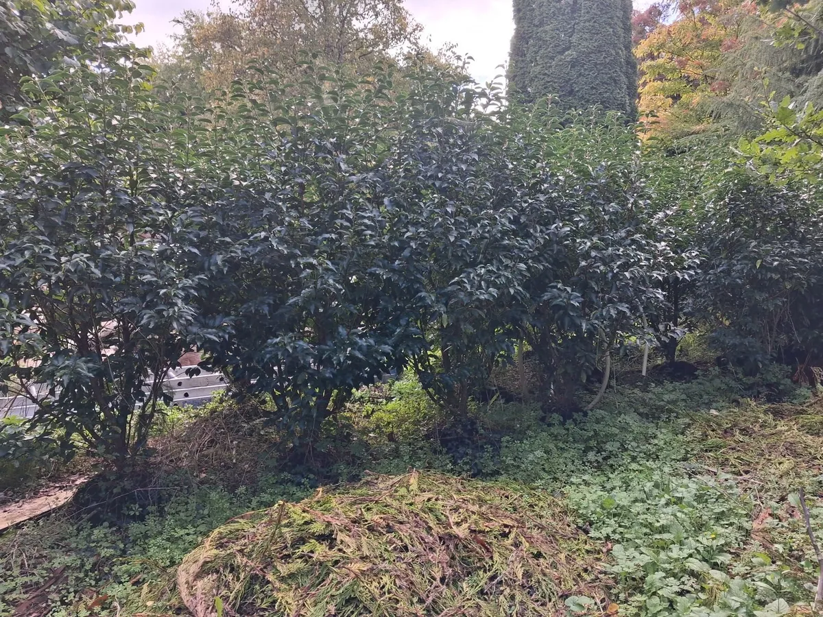 Laurel ( Portuguese) - Image 1